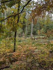 Fototapeta premium Bäume und Sträucher im Herbst, im Briesetal, bei Birkenwerder (Brandenburg)