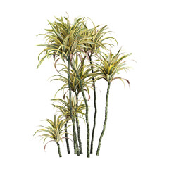 Dracaena fragrans plants 3d illustration on transparent background