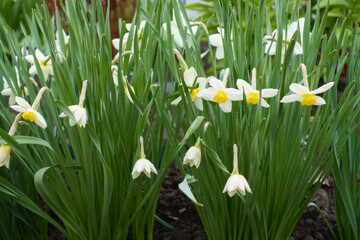 Fototapeta premium Buds and white flowers of narcissus with rain drops in April