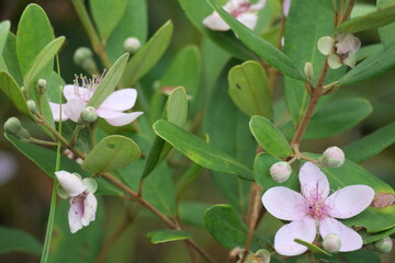 Wild edible forest fruits offer natural sweetness, rich nutrients, and unique flavors found in untouched wilderness.
