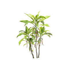 Cordyline fruticosa plants 3d illustration on transparent background