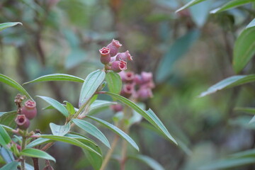 Wild edible forest fruits offer natural sweetness, rich nutrients, and unique flavors found in untouched wilderness.