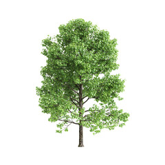 Obraz premium Liriodendron tulipifera trees 3d illustration on transparent background
