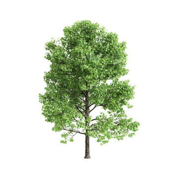Liriodendron tulipifera trees 3d illustration on transparent background