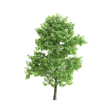 Liriodendron tulipifera trees 3d illustration on transparent background