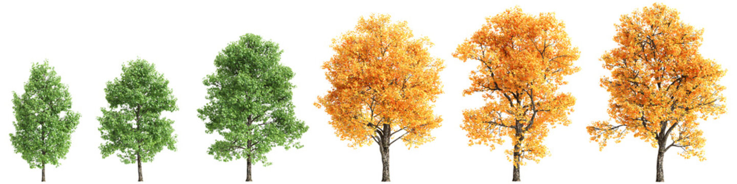 Multiple Liriodendron tulipifera trees 3d illustration on transparent background