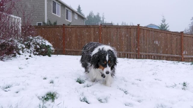 Adorable, fluffy dog walks in snowy backyard and snowflakes fall on the lawn