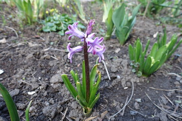 Pinkish violet flowers of hyacinth in April