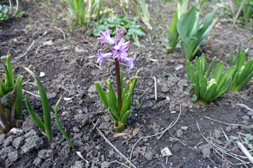 Purplish pink flowers of hyacinth in April