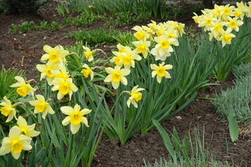 Fototapeta premium Blossoming yellow flowers of daffodils in a row in April