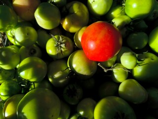 one red tomato on a pile of green tomatoes