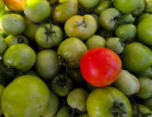 one red tomato on a pile of green tomatoes
