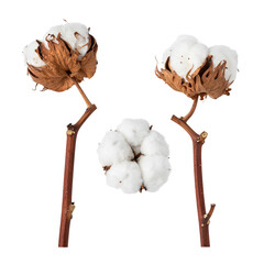 Delicate Cotton Blooms: A captivating depiction of three delicate cotton blooms, each showcasing soft, fluffy textures against a muted backdrop, evoking a sense of purity and natural beauty.