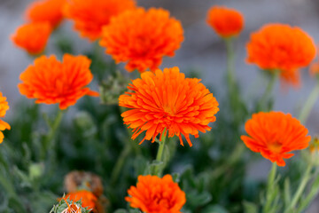 Ringelblume (Calendula officinalis) Gartenpflanze mit roten Bl&uuml;ten 