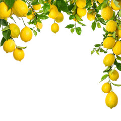 Golden Lemons in Botanical Embrace: A vibrant display of ripe, yellow lemons hangs amidst lush, green foliage, a testament to the bounty of nature and the freshness of the harvest.