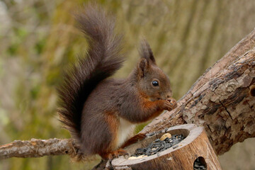 Eurasische Eichh&ouml;rnchen (Sciurus vulgaris) am Futterplatz im Garten 