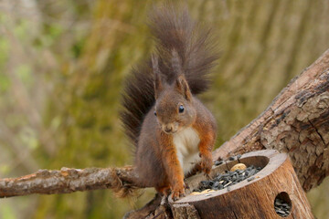 Eurasische Eichhörnchen (Sciurus vulgaris) am Futterplatz im Garten 