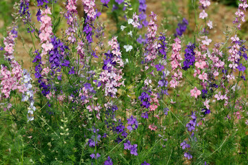 Rittersporne (Delphinium) mit bunten Blüten 