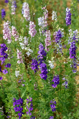 Rittersporne (Delphinium) mit bunten Blüten 