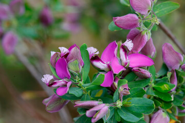 Kreuzblumen (Polygala) Blüten