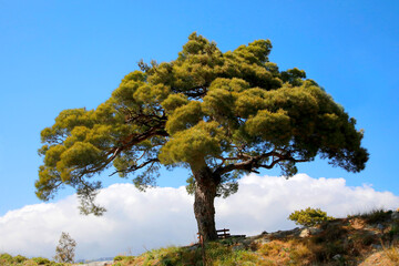 Kiefern-Baum (Pinus) auf Hügel in Landschaft, Kanarische Insel, Spanien, Europa 