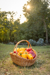 Wicker basket filled peppers