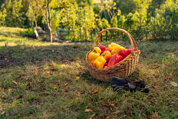 Freshly harvested red and yellow bell peppers