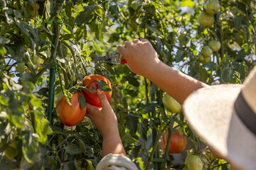 Hands harvesting red garden tomatoes
