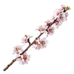 Spring Blossom Branch: A delicate branch adorned with soft pink blossoms gracefully extends, a vibrant symbol of spring's arrival and the beauty of nature's renewal.