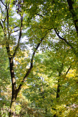 green leaves in the forest