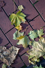 autumn leaves on the ground