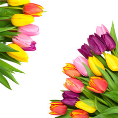 Vibrant Floral Composition: A kaleidoscope of colorful tulips, arranged with delicate green foliage, blooms against a clean backdrop, capturing the essence of spring.