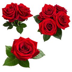 Crimson Blooms: Close-up shots of vibrant red rose blossoms against a simple backdrop, emphasizing the intricate details of their petals and their natural beauty.