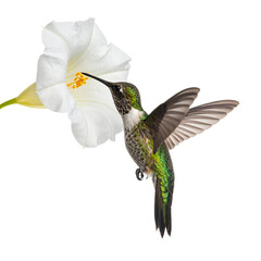 Fototapeta premium Hummingbird and Flower: A tiny hummingbird delicately hovers near a beautiful white flower, its long beak perfectly poised to sip nectar, capturing a moment of natural beauty and delicate interaction.