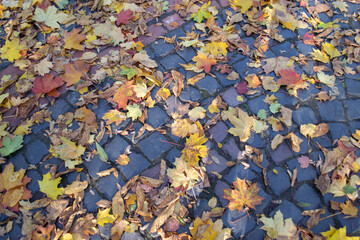 autumn leaves on the ground