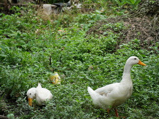 Egg-laying duck with strong health, high productivity, nutritious eggs, and adaptability to various environments.