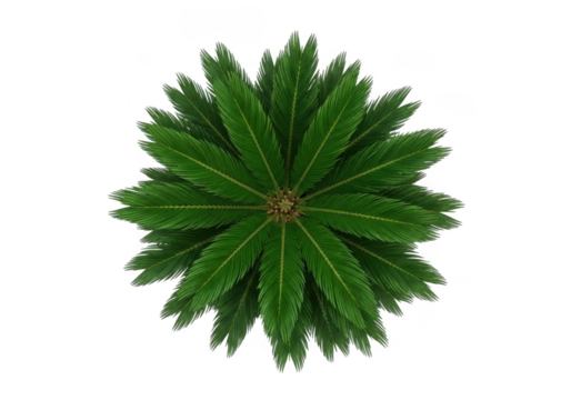 Top-down view of a vibrant green cycad tree isolated on a transparent background. The vibrant green tree leaves spread outward in a complete circular pattern, top view