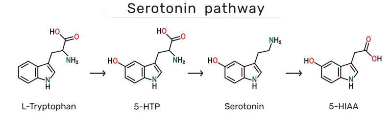 Serotonin pathway. L-Tryptophan, 5-Hydroxytryptophan (5-HTP), serotonin and 5-Hydroxyindoleacetic acid (5-HIAA) molecules. Biochemical synthesis and degradation of serotonin. Vector illustration
