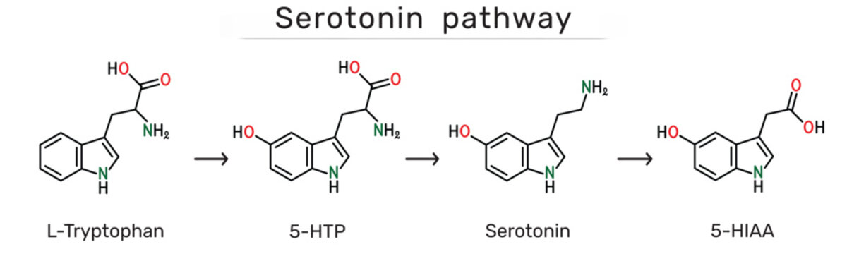 Serotonin pathway. L-Tryptophan, 5-Hydroxytryptophan (5-HTP), serotonin and 5-Hydroxyindoleacetic acid (5-HIAA) molecules. Biochemical synthesis and degradation of serotonin. Vector illustration