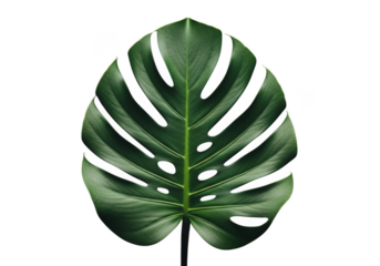 Lush green monstera leaf isolated on transparent background, a tropical botanical beauty. Striking dark green monstera leaf isolated on black minimalist botanical nature photography
