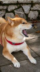 Shiba Inu Dog Yawning Widely Outdoors on a Sunny Day