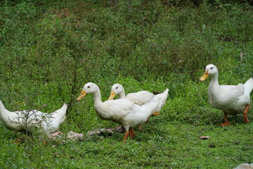 Egg-laying duck with strong health, high productivity, nutritious eggs, and adaptability to various environments.