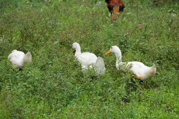 Egg-laying duck with strong health, high productivity, nutritious eggs, and adaptability to various environments.