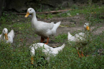 Egg-laying duck with strong health, high productivity, nutritious eggs, and adaptability to various environments.