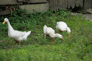 Egg-laying duck with strong health, high productivity, nutritious eggs, and adaptability to various environments.
