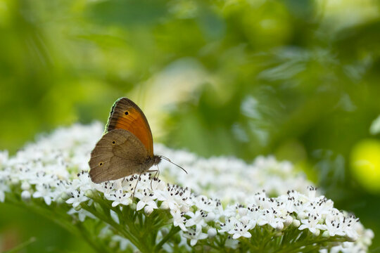 Close-up of a butterfly resting on a white flower in natural sunlight.