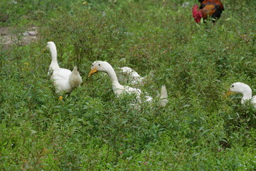 Egg-laying duck with strong health, high productivity, nutritious eggs, and adaptability to various environments.