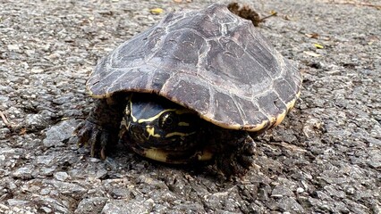 Close up a small turtle is on the street and looking to camera.