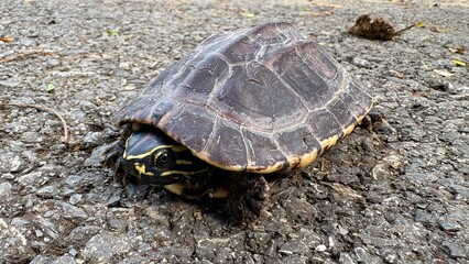 Close up A small turtle sleeping on the street.