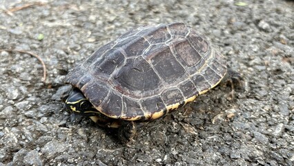 A small turtle sleeping on the street.